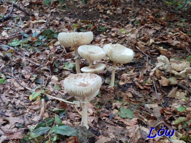 26.9.2024 - Schirlinge